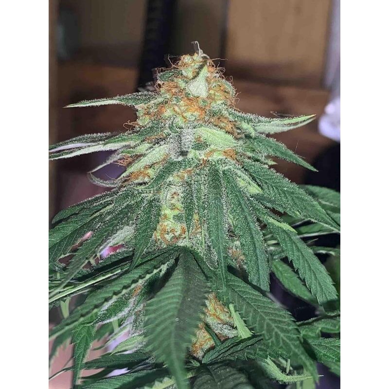 Green Papaya, Фасовка: 5, изображение 7